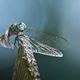 Illustration for article titled Shooting Challenge: Bugs 3